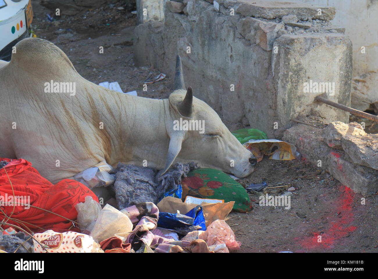 Street cow rests on street rubbish in Udaipur India. Stock Photo