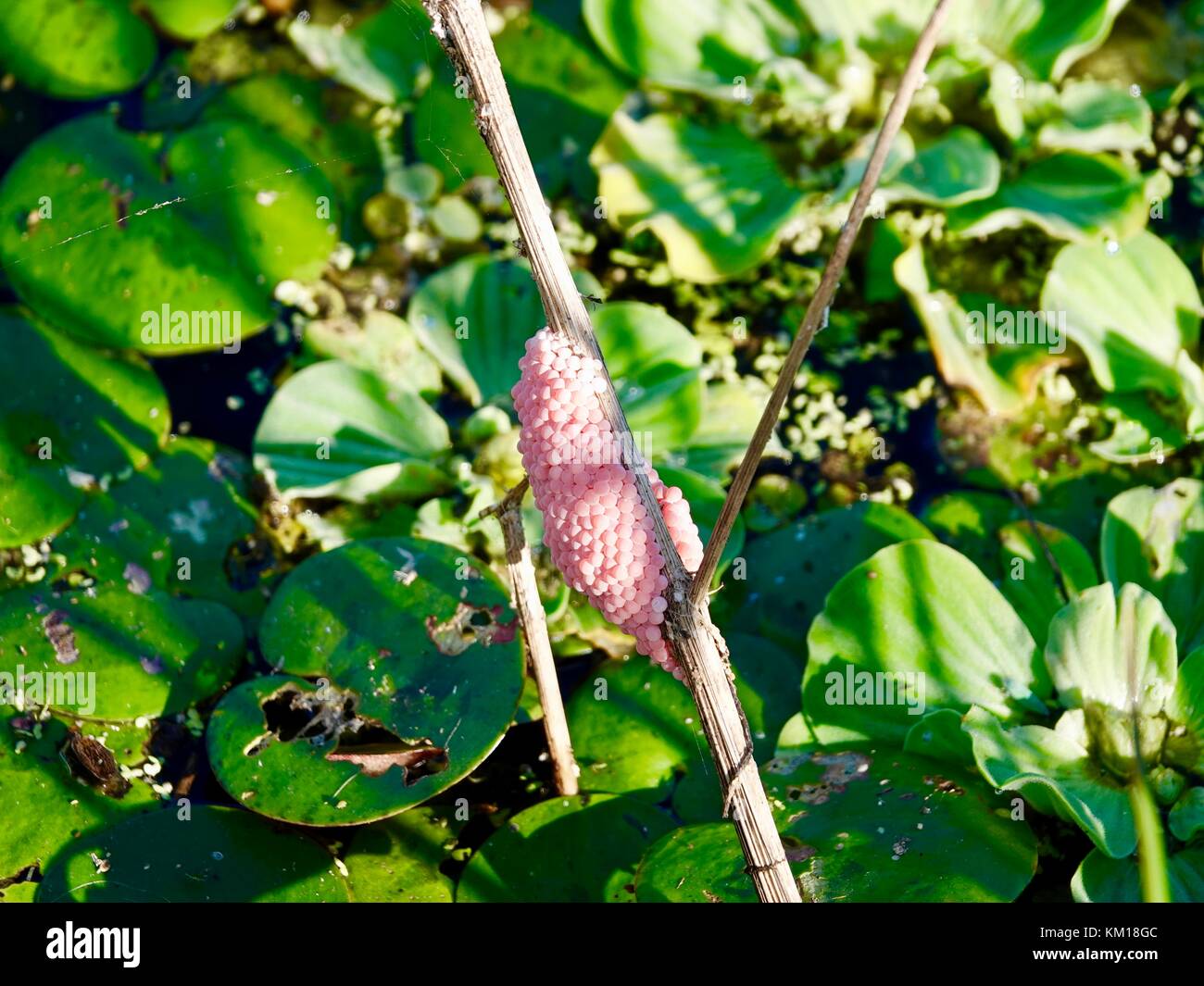 USA, Florida, Gainesville. Applesnails, Pomacea maculata, cluster of pink snail eggs on branch, swampy area of Paynes Prairie Preserve State Park. Stock Photo