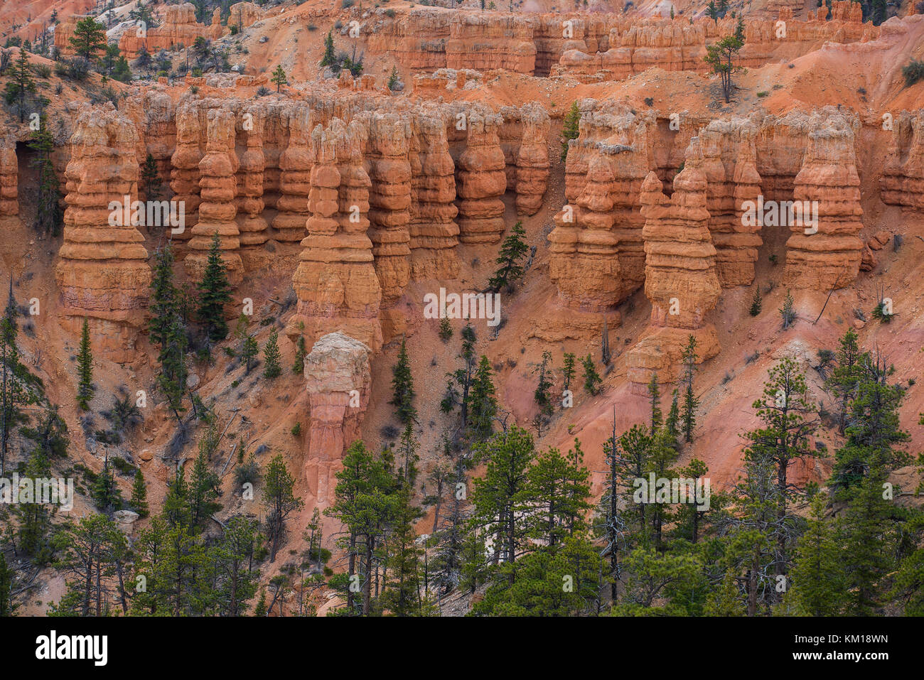 Bryce Canyon NP, Utah, USA, by Bruce Montagne/Dembinsky Photo Assoc Stock Photo