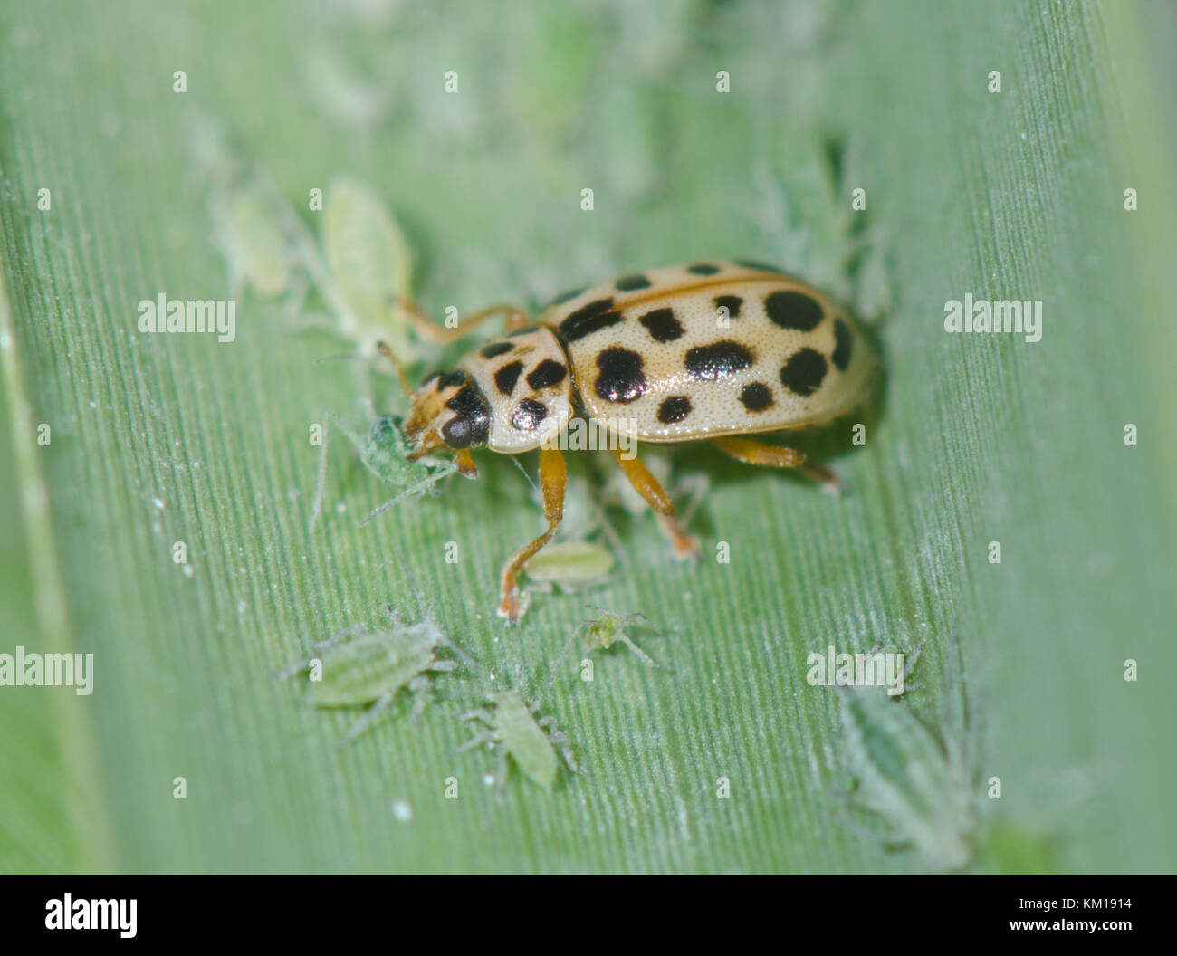 Anisosticta 19 punctata hi-res stock photography and images - Alamy