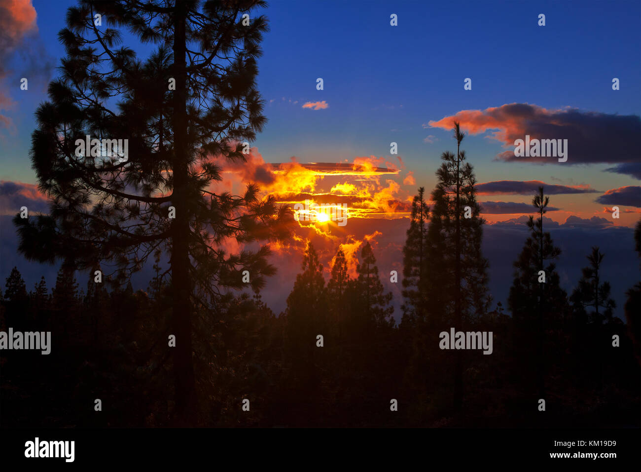 Pine silhouette over beautiful sunset Stock Photo