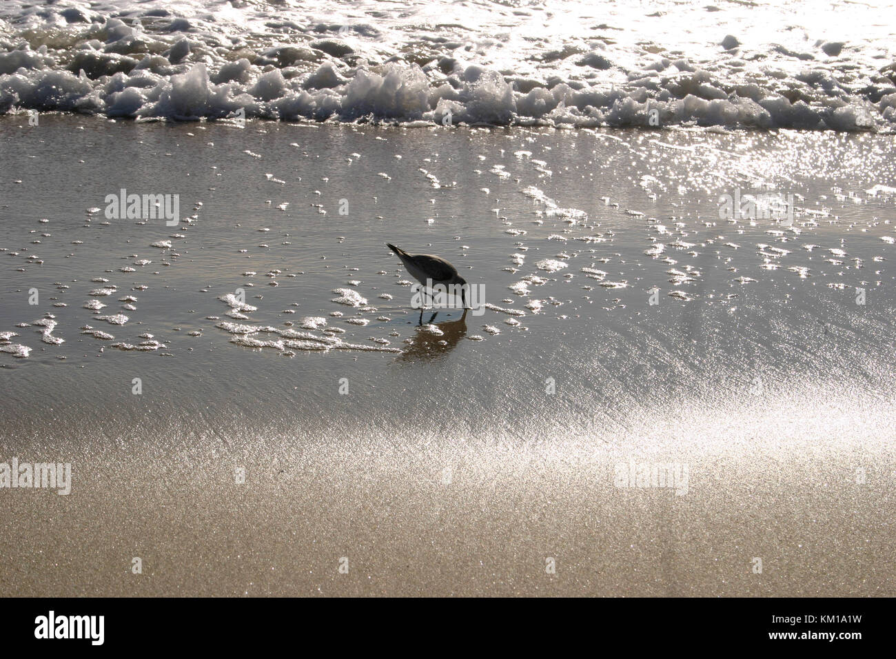 Sandpiper on the beach in California, USA Stock Photo