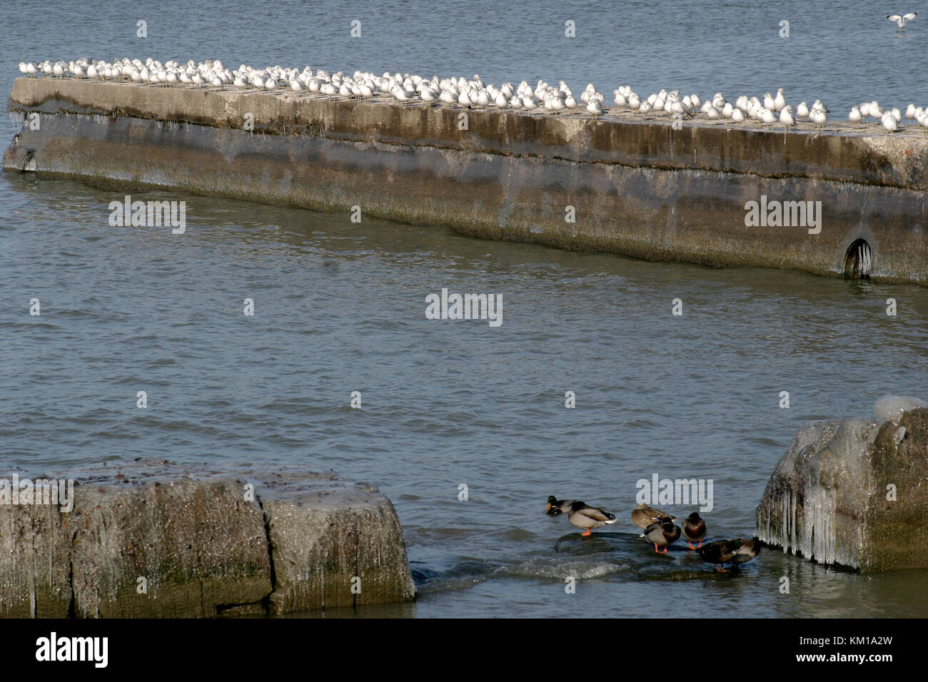 Seagull colony at Lake Erie, Cleveland, OH, USA Stock Photo