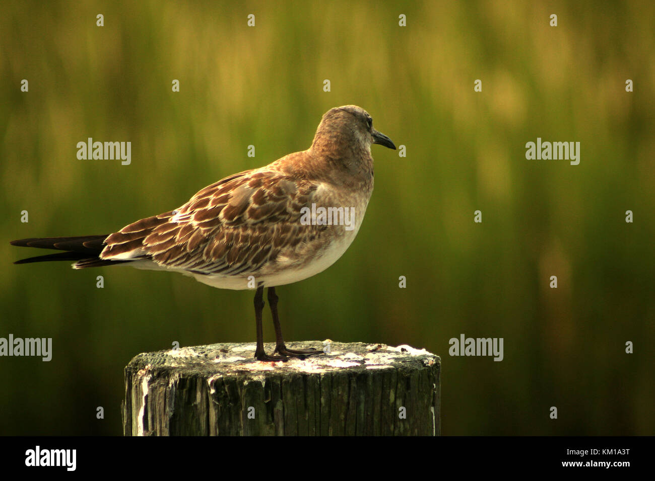 Female herring gull resting Stock Photo Alamy