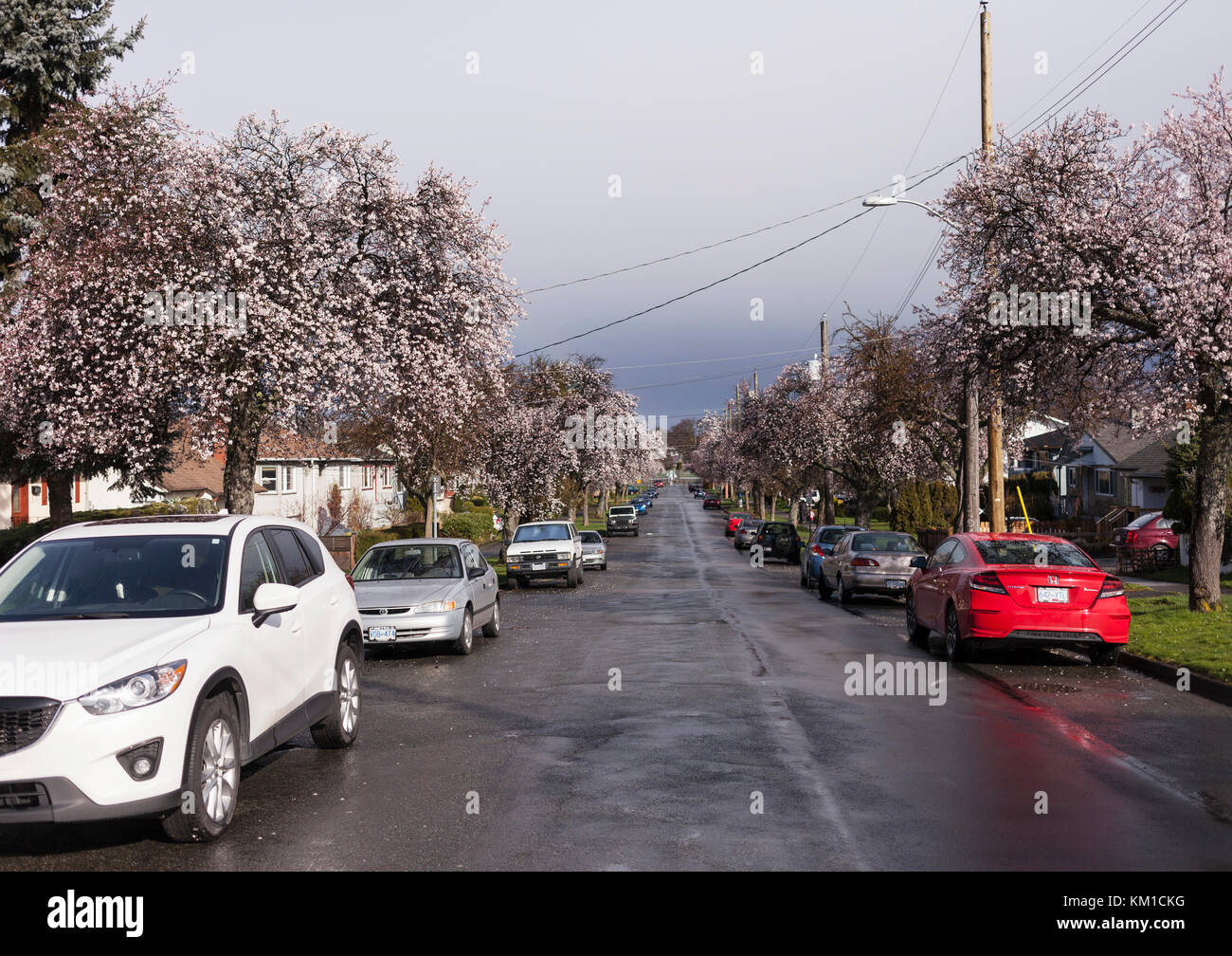 Residential street with cherry blossoms.    Victoria BC Canada Stock Photo