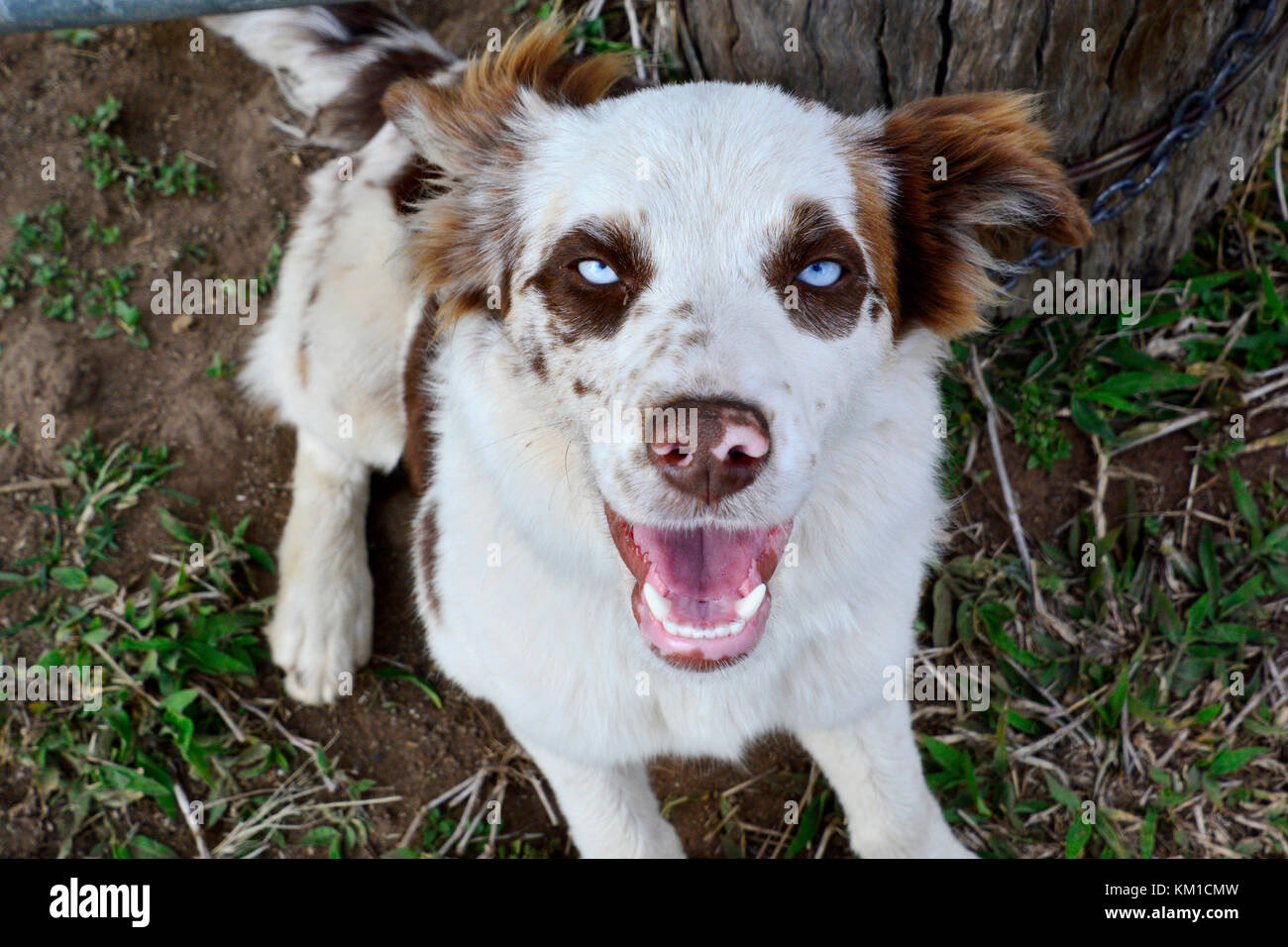 AUSTRALIAN CATTLE DOGS, BEST MATES Stock Photo Alamy