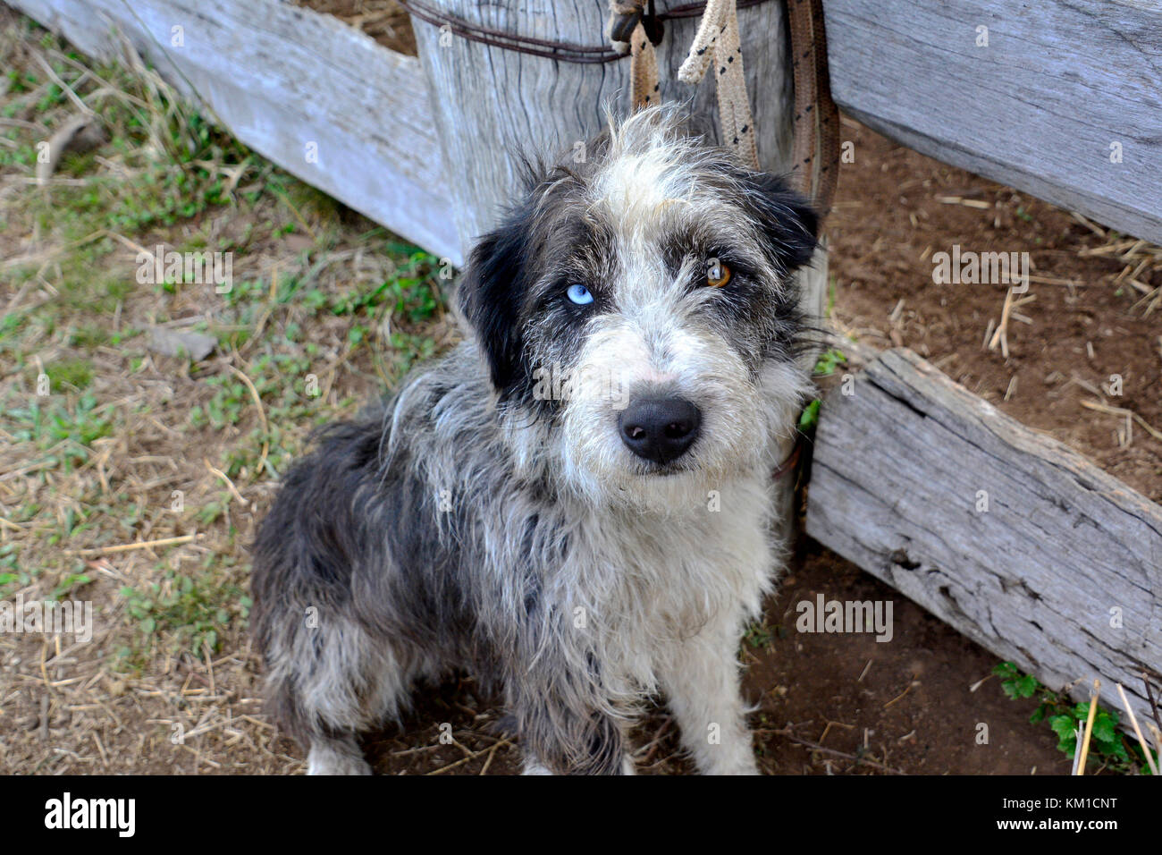 Irish cattle cheap dog