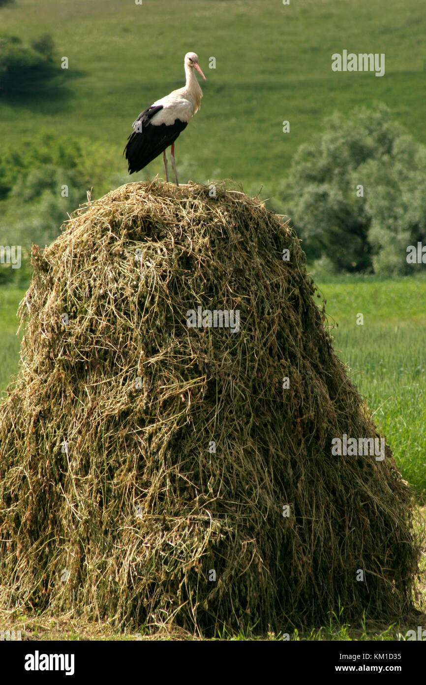 White storks on top of haystacks in Romania Stock Photo