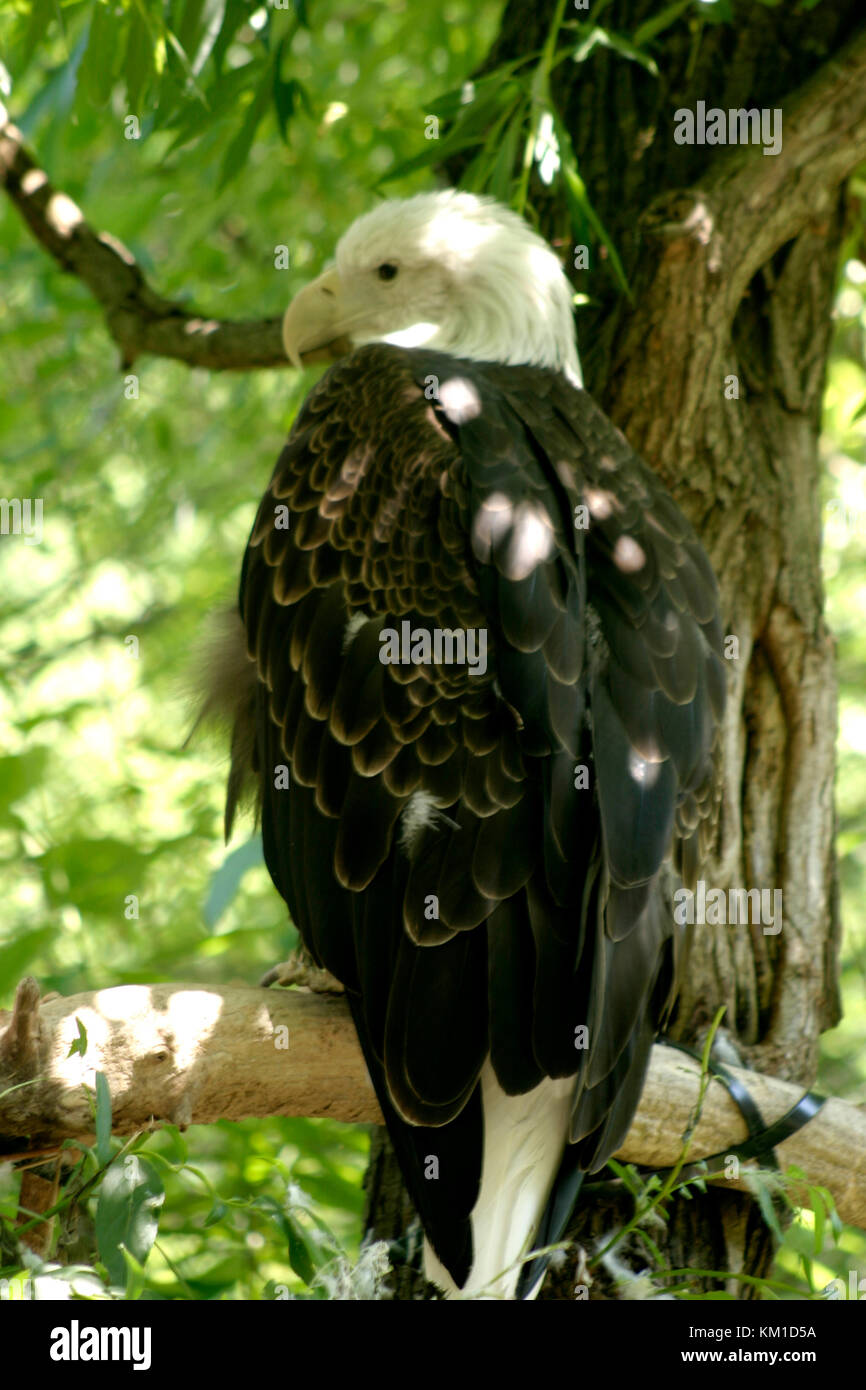 Bald eagle in captivity Stock Photo Alamy