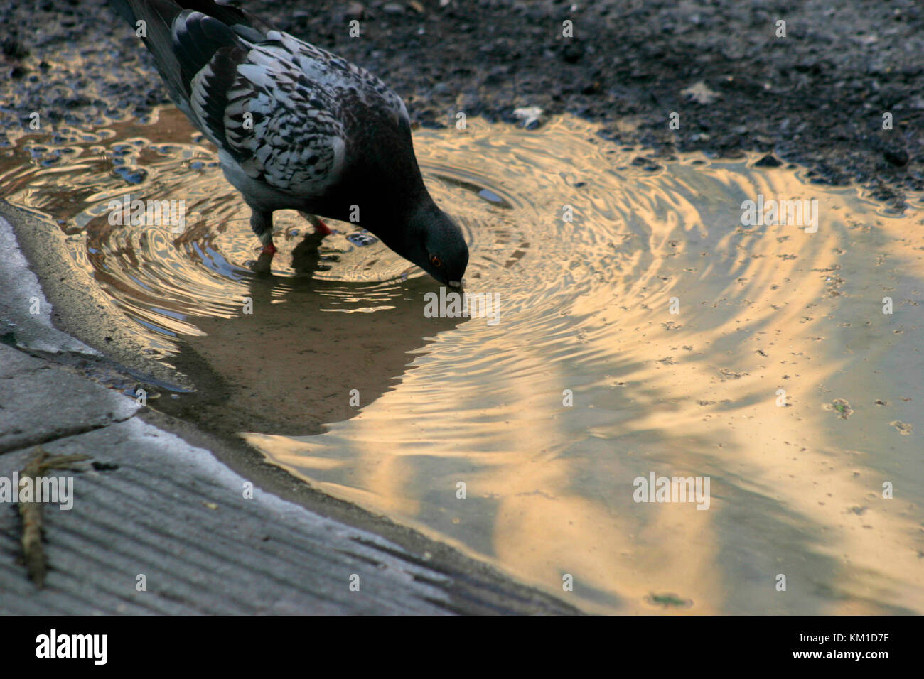 Pigeon drinking water from puddle on the street Stock Photo Alamy