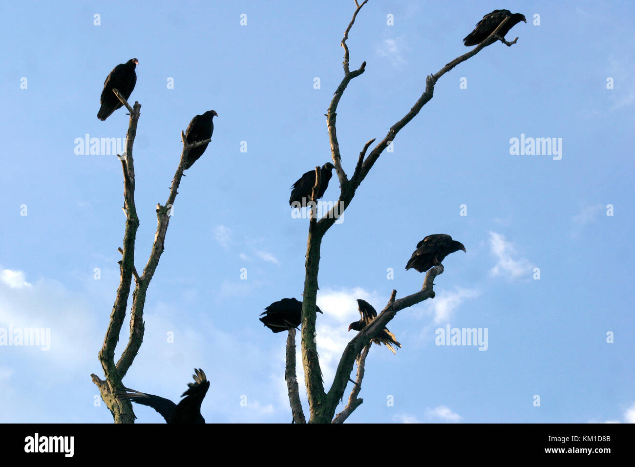 Turkey vultures on tree branches Stock Photo Alamy