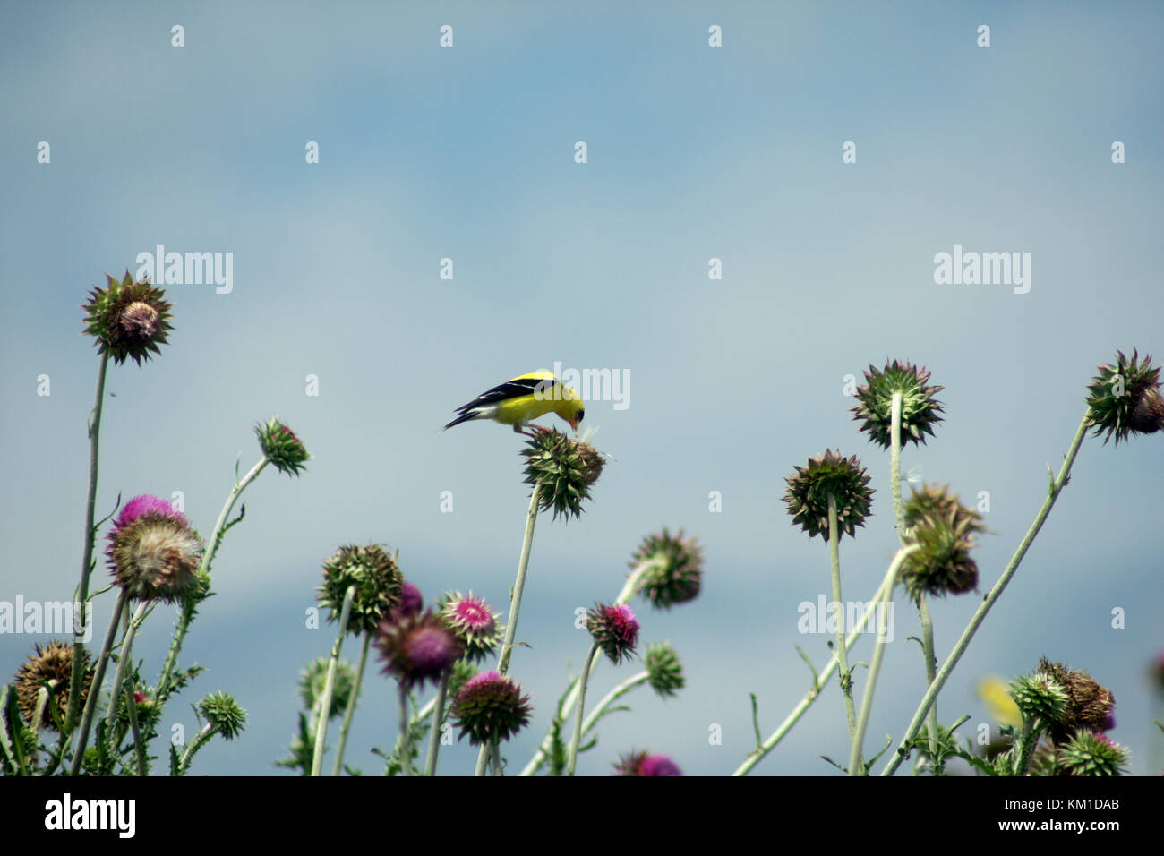Goldfinch eating thistle seeds hi-res stock photography and images - Alamy