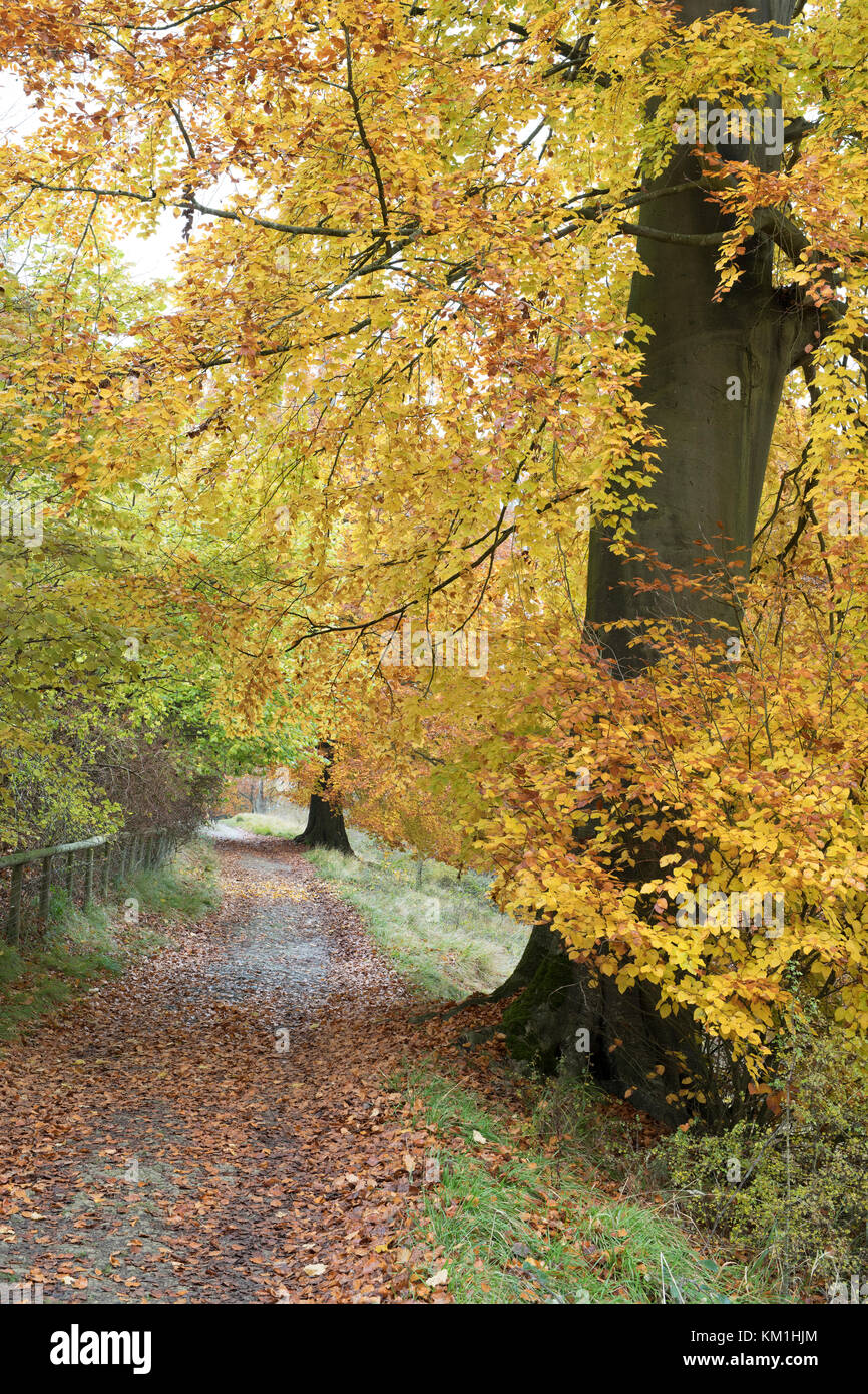 Fagus sylvatica. Autumn Beech trees in Blenheim park, Woodstock, Oxfordshire, England Stock Photo