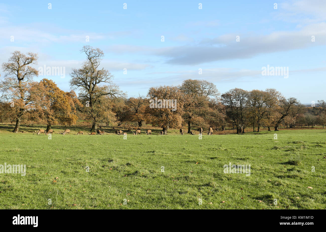 An autumn landscape of Red Deer grazing in a field in front of a wooded area of Oak trees at Woburn, Uk Stock Photo