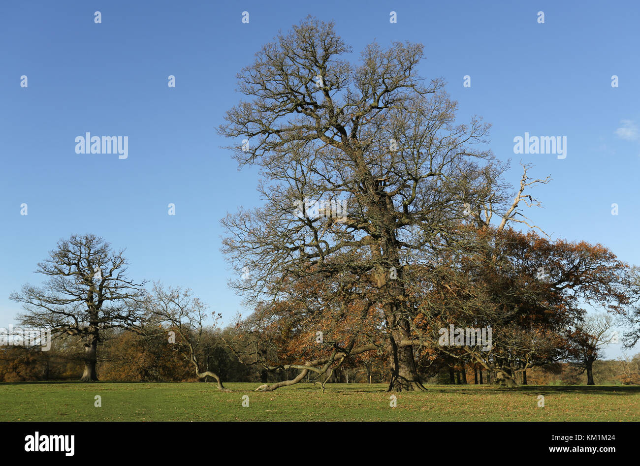 Mighty oak tree hi-res stock photography and images - Alamy