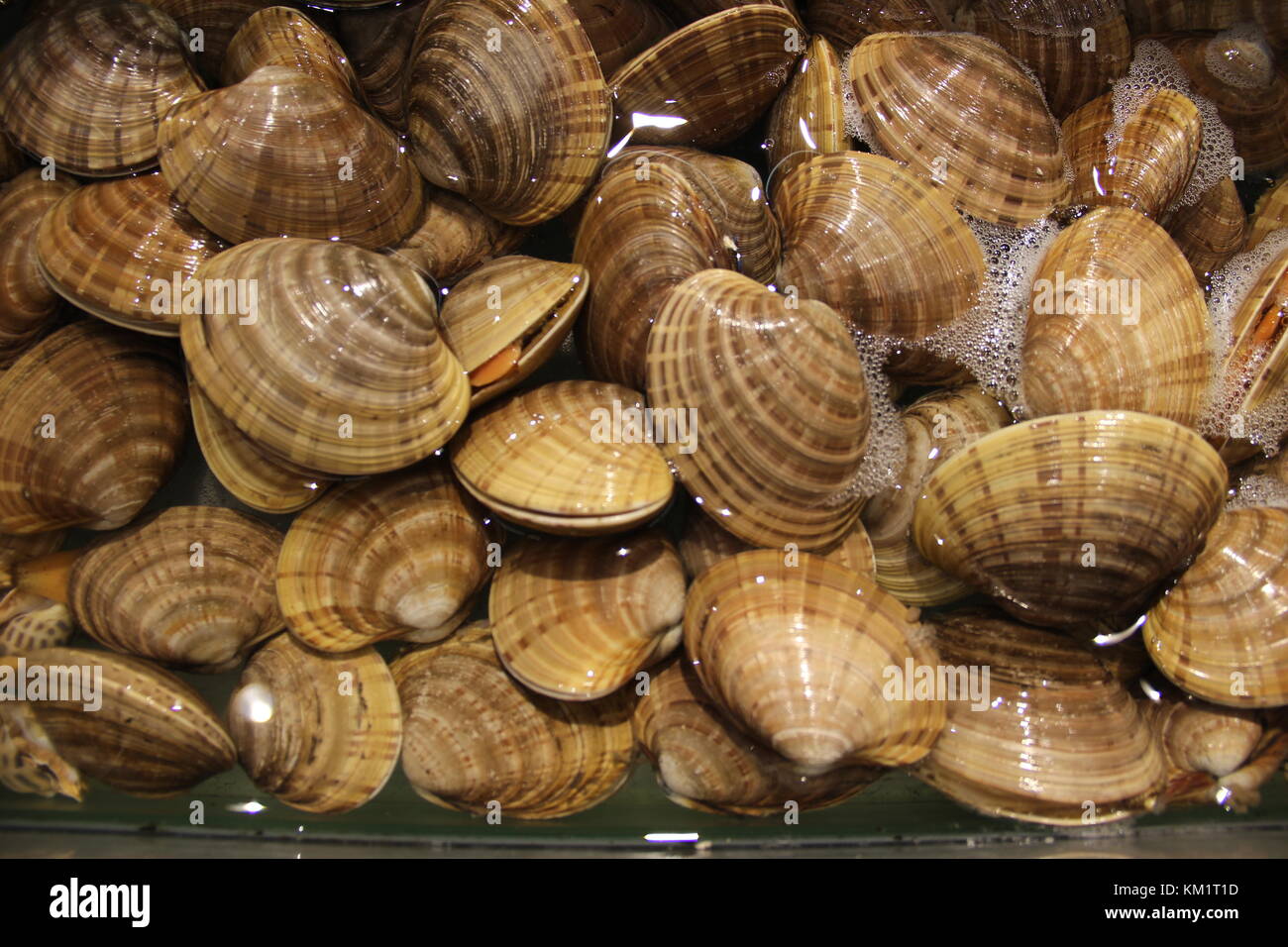 Fresh clams on sale in a supermarket Stock Photo Alamy