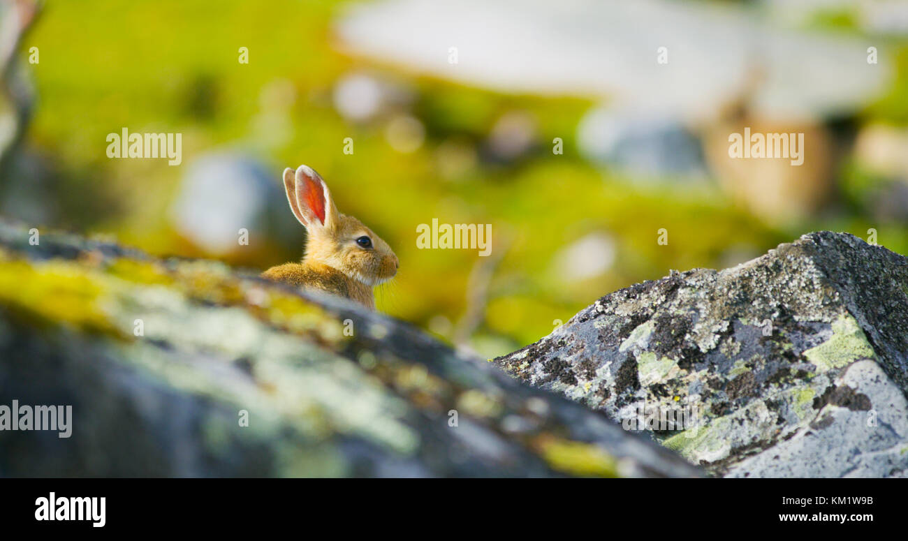Cute rabbit in fall sitting in the grass behind rocks Stock Photo - Alamy