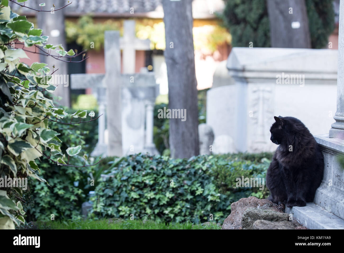 Roma, Italy. 02nd Dec, 2017. Colony of the pyramid's cats, present in ...