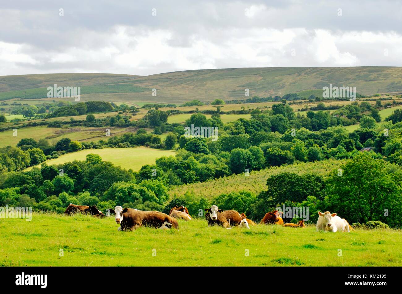 Cattle grazing farm landscape in upper River Roe valley NW of Glenshane ...