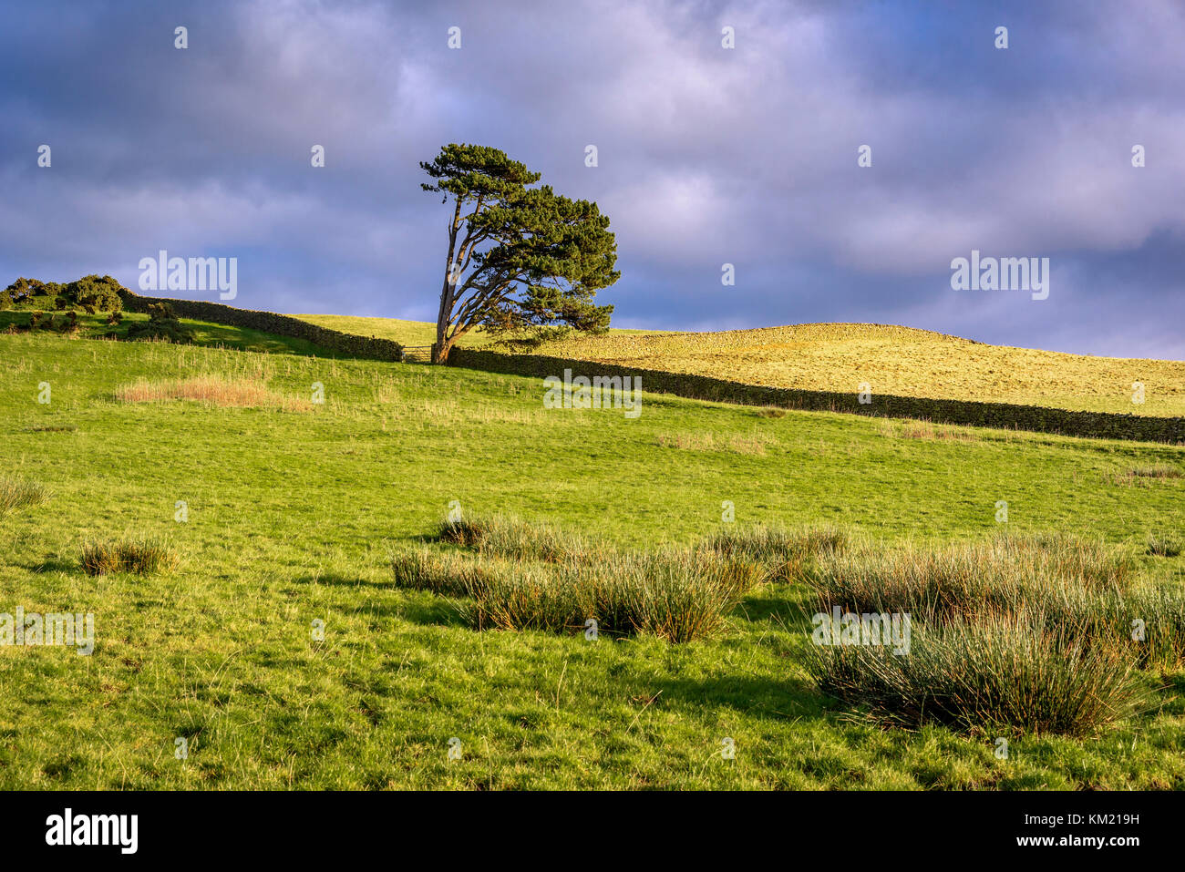 Solitary tree. Drystone wall. Blue sky. Moorland Stock Photo