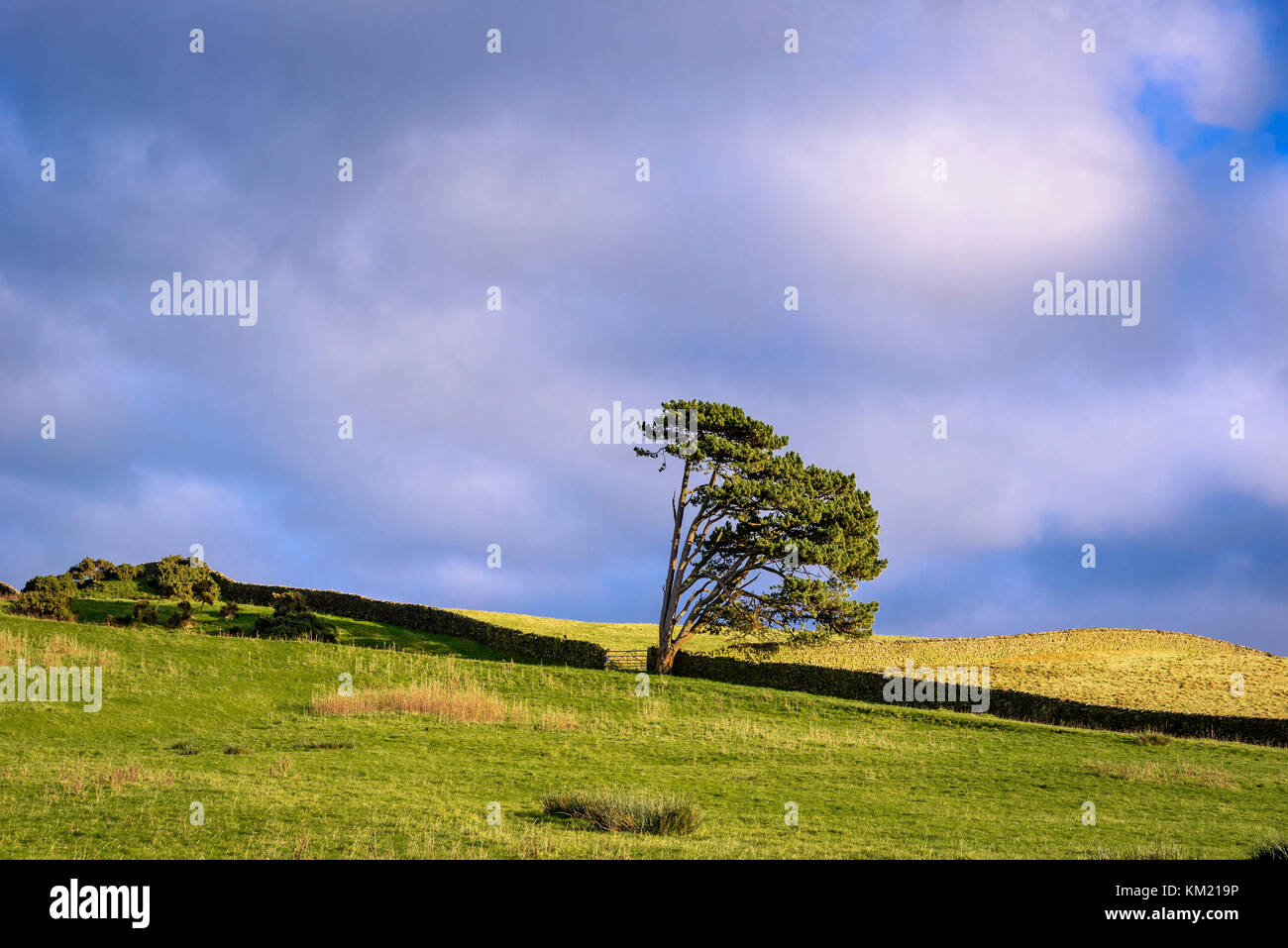 Solitary tree. Drystone wall. Blue sky. Moorland Stock Photo