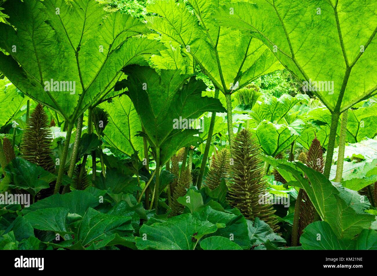 Giant Gunnera plants in ornamental gardens of 17th C. manor house of Springhill, near Moneymore, County Derry, Northern Ireland Stock Photo