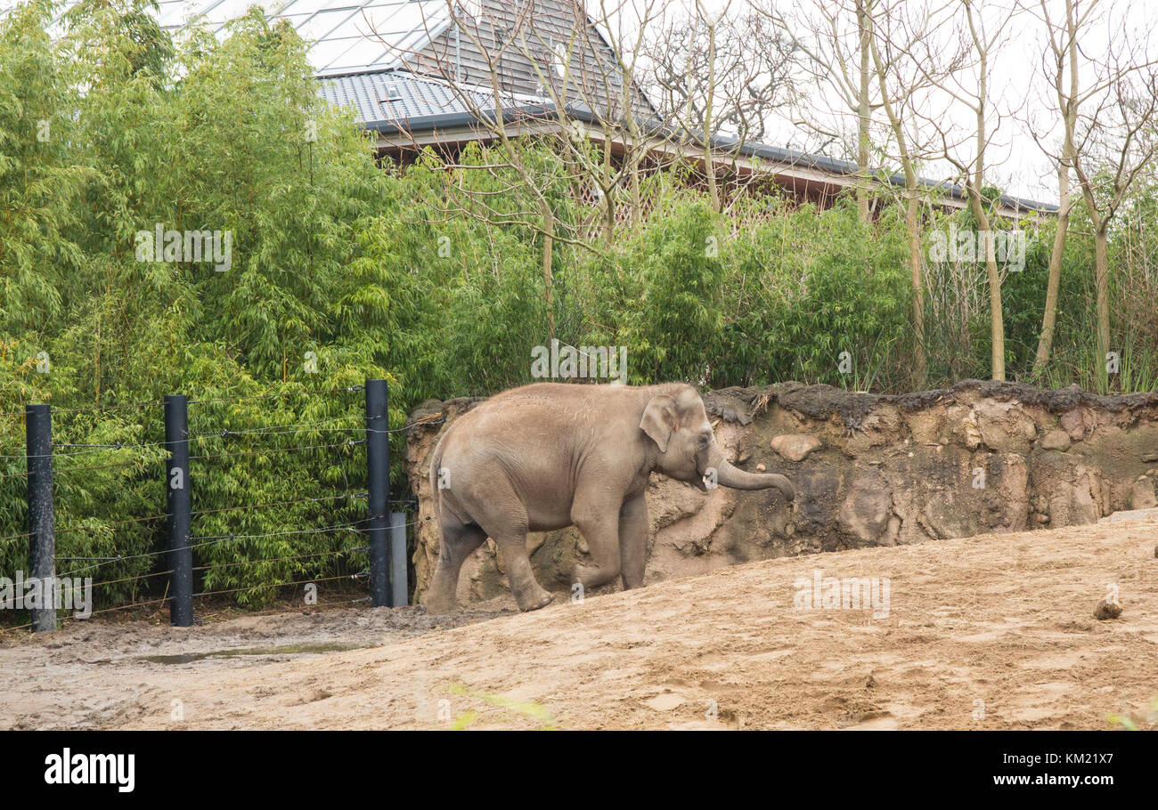 Dublin Zoo. Ireland Stock Photo Alamy