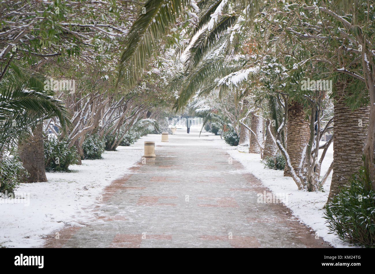 alley with palm trees in the snow Stock Photo Alamy