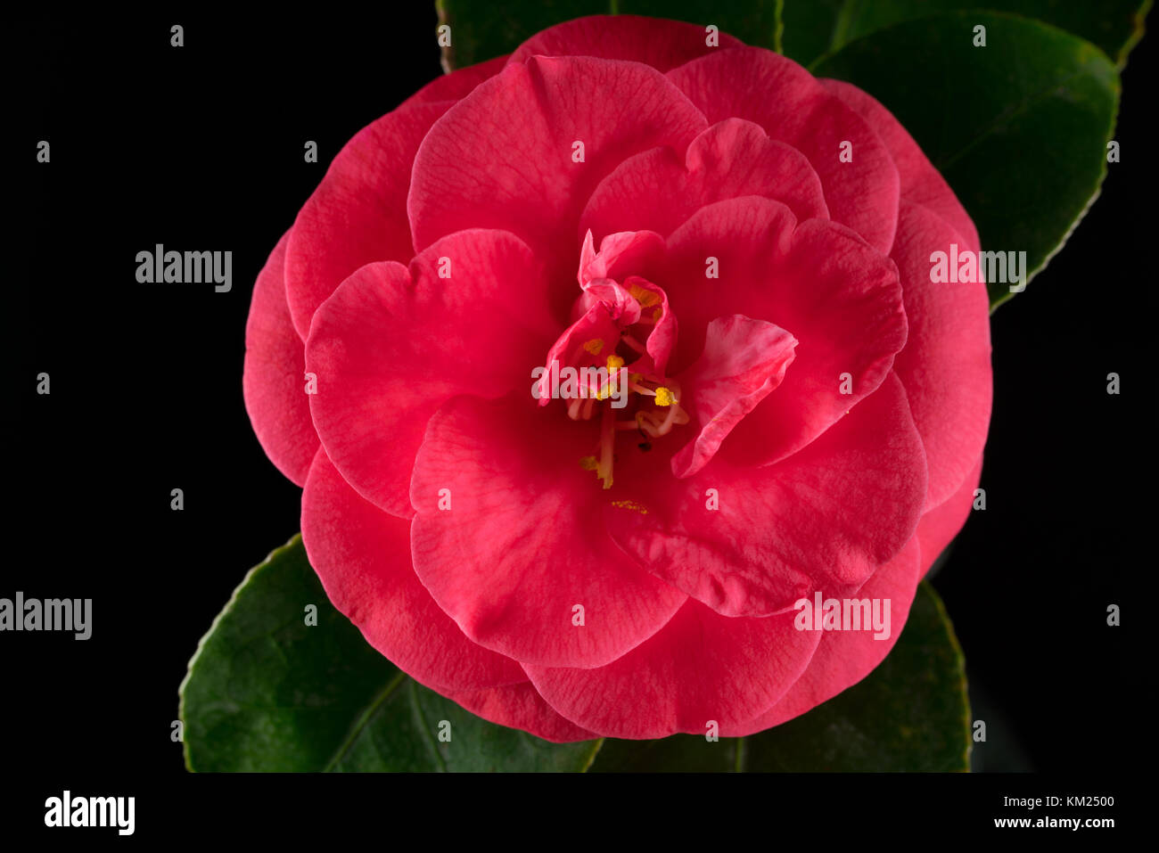 Japanese camellia flower blooming Stock Photo Alamy