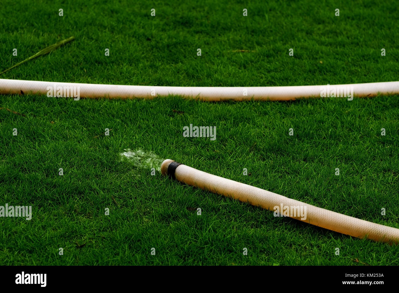 Hose for watering the grass in a sunny dry day. Water pours on the lawn