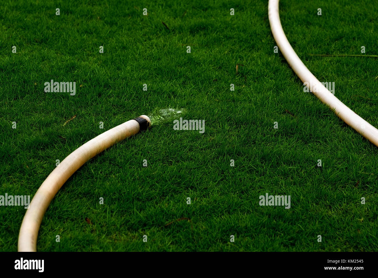 Hose for watering the grass in a sunny dry day. Water pours on the lawn. Stock Photo