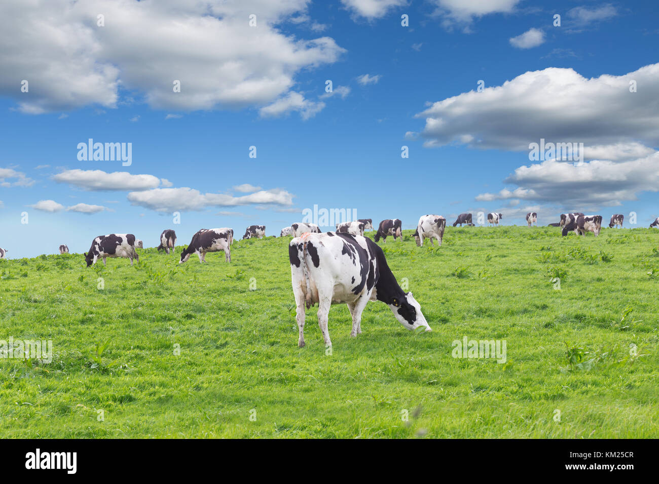 Perfect farm cows on a green meadow field Stock Photo - Alamy