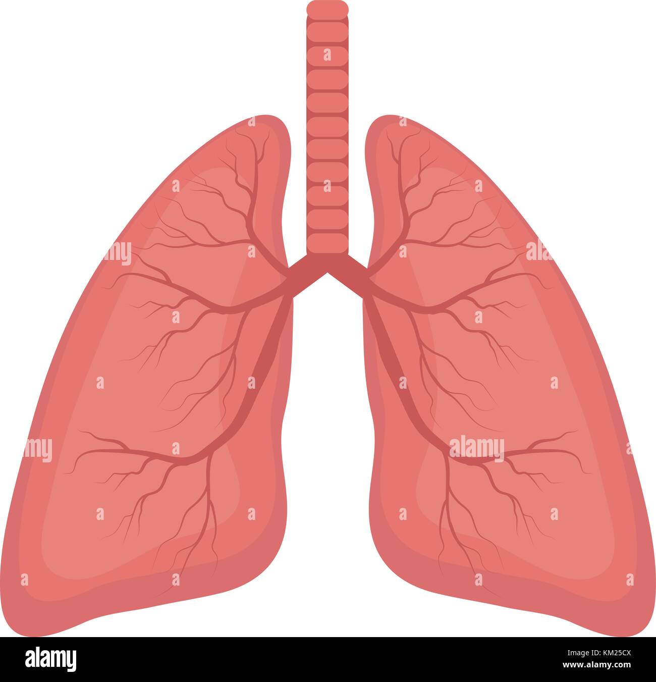 Lungs organ hi-res stock photography and images - Alamy