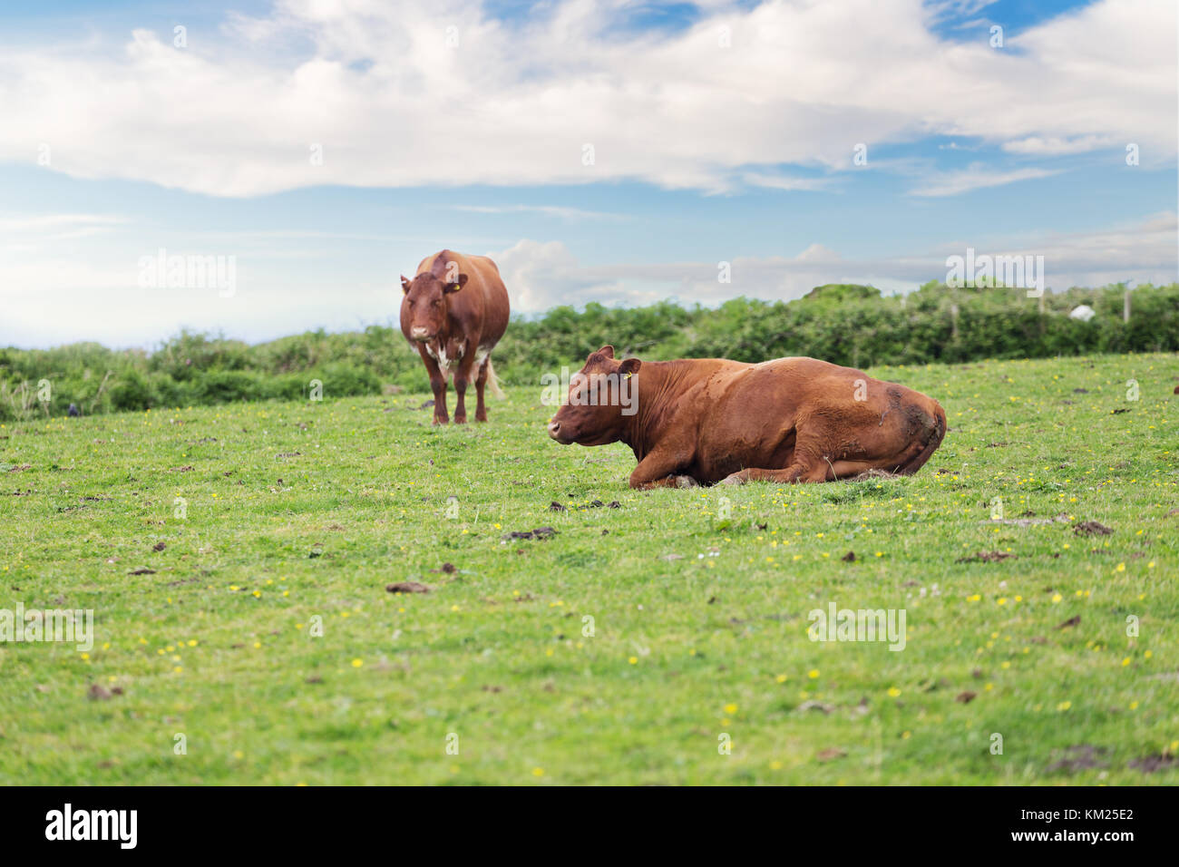 Perfect farm cows on a green meadow field Stock Photo - Alamy