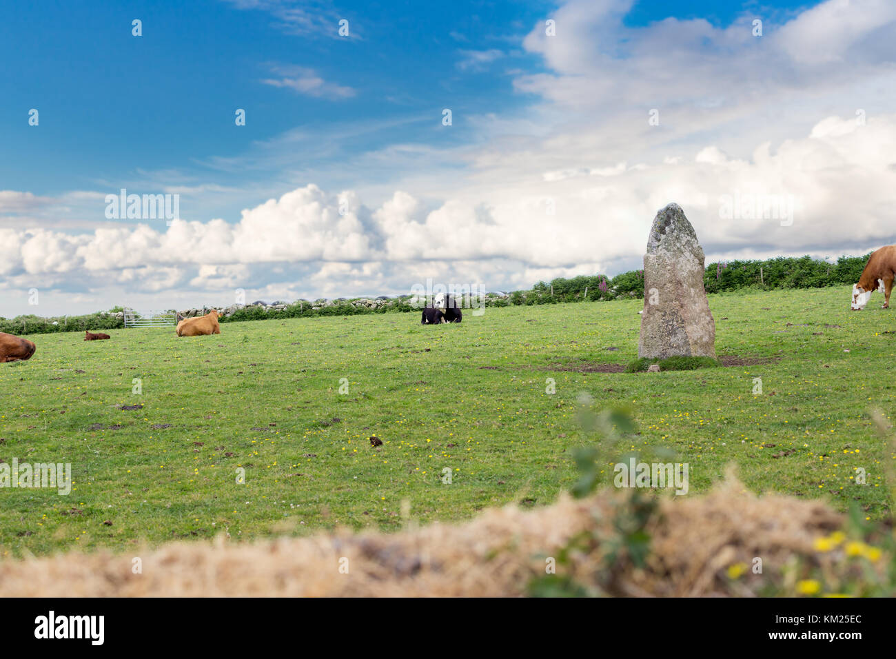 Perfect farm cows on a green meadow field Stock Photo - Alamy
