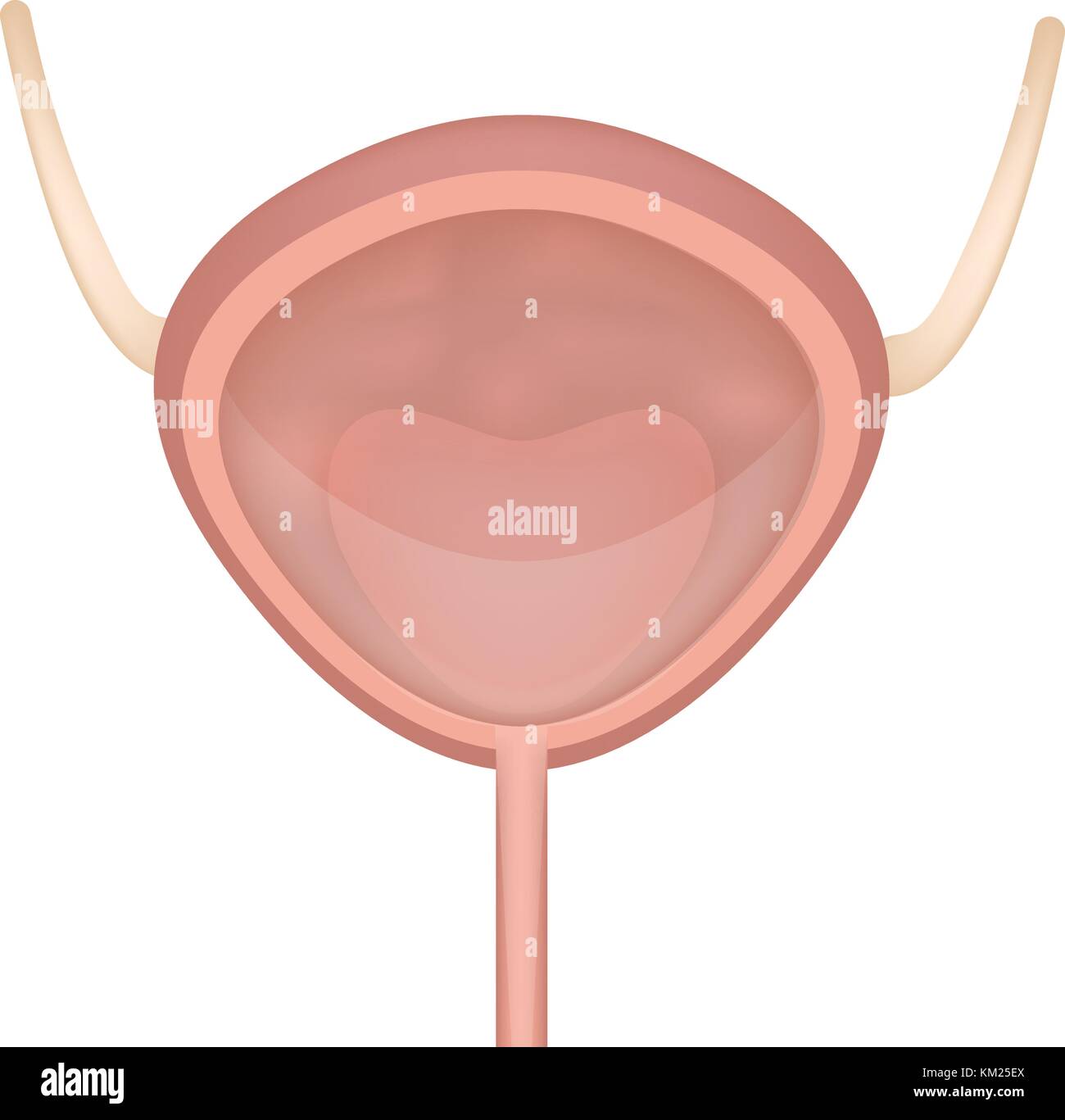 Bladder icon, flat style. Internal organs of the human design element ...