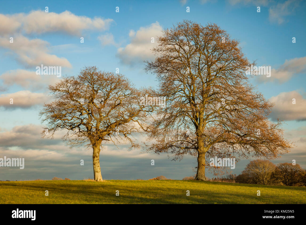 Autumn afternoon in the English countryside, West Sussex. Stock Photo