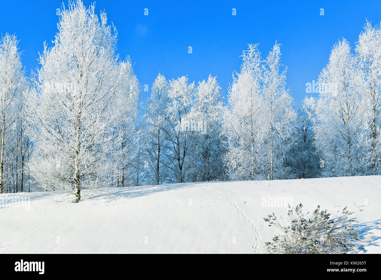 Forest Near Rovaniemi Snowy trees in the forest in winter Rovaniemi, Lapland, Finland Stock ...