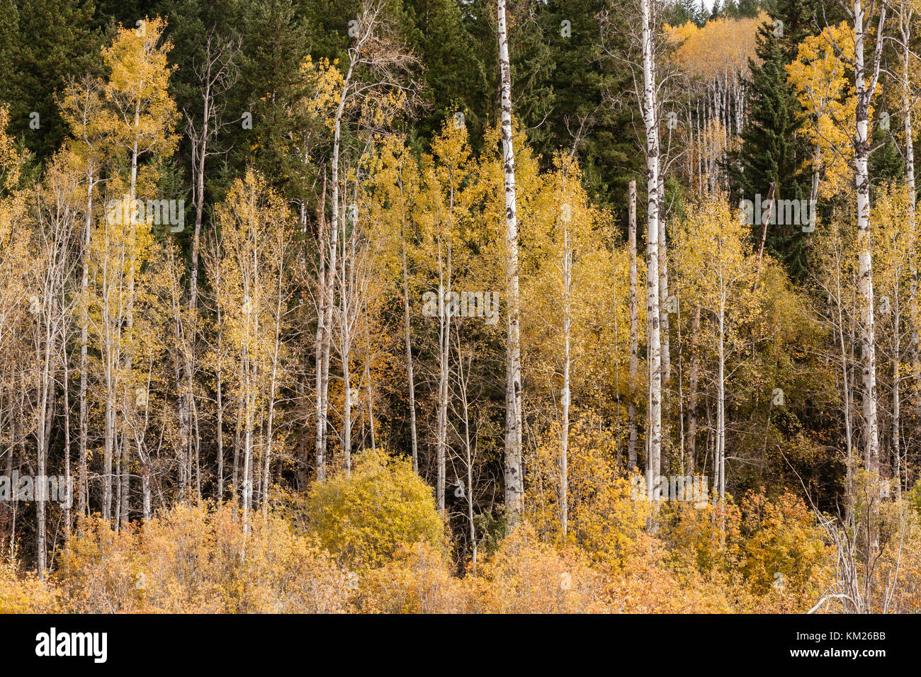 Aspen trees and white birch in British Columbia, Canada Stock Photo Alamy