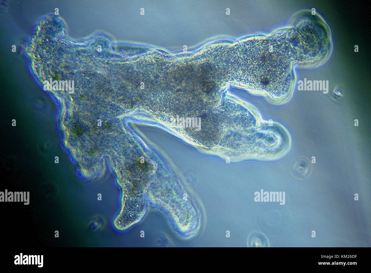 A Giant Amoeba, Chaos chaos, viewed through the microscope. Stock Photo