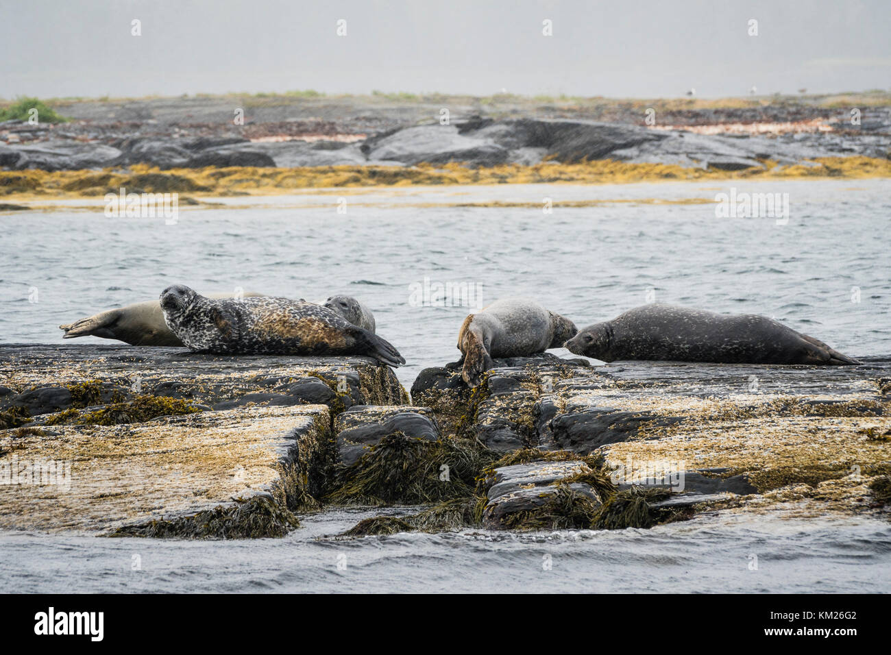 Seals on a rock off the foggy coast of the South Shore of Nova Scotia