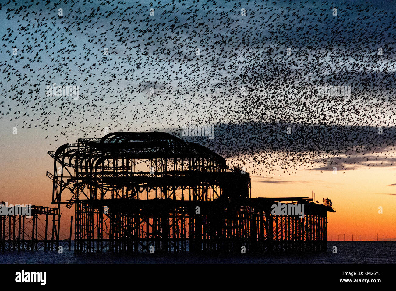 Murmuration over the ruins of Brighton's West Pier on the south coast of England. A flock of starlings swoops in unified mass over the pier at sunset. Stock Photo