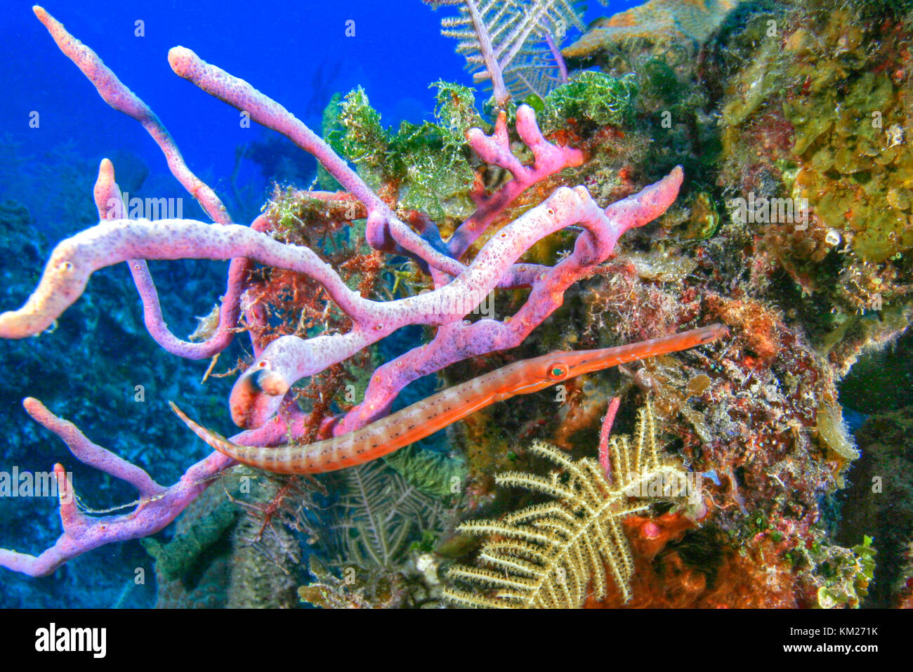 biscayne national underwater park