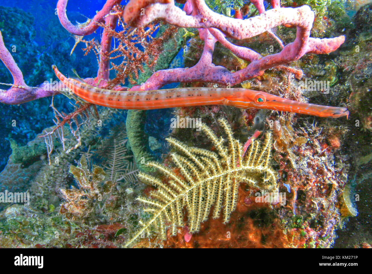 biscayne national underwater park