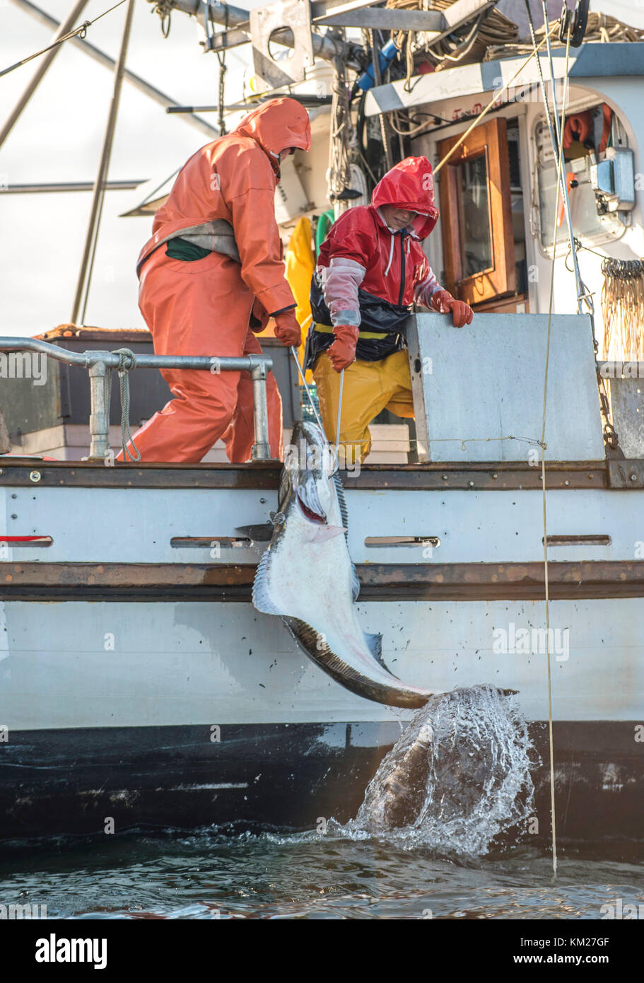 Commercial halibut Fishing in Alaska Stock Photo