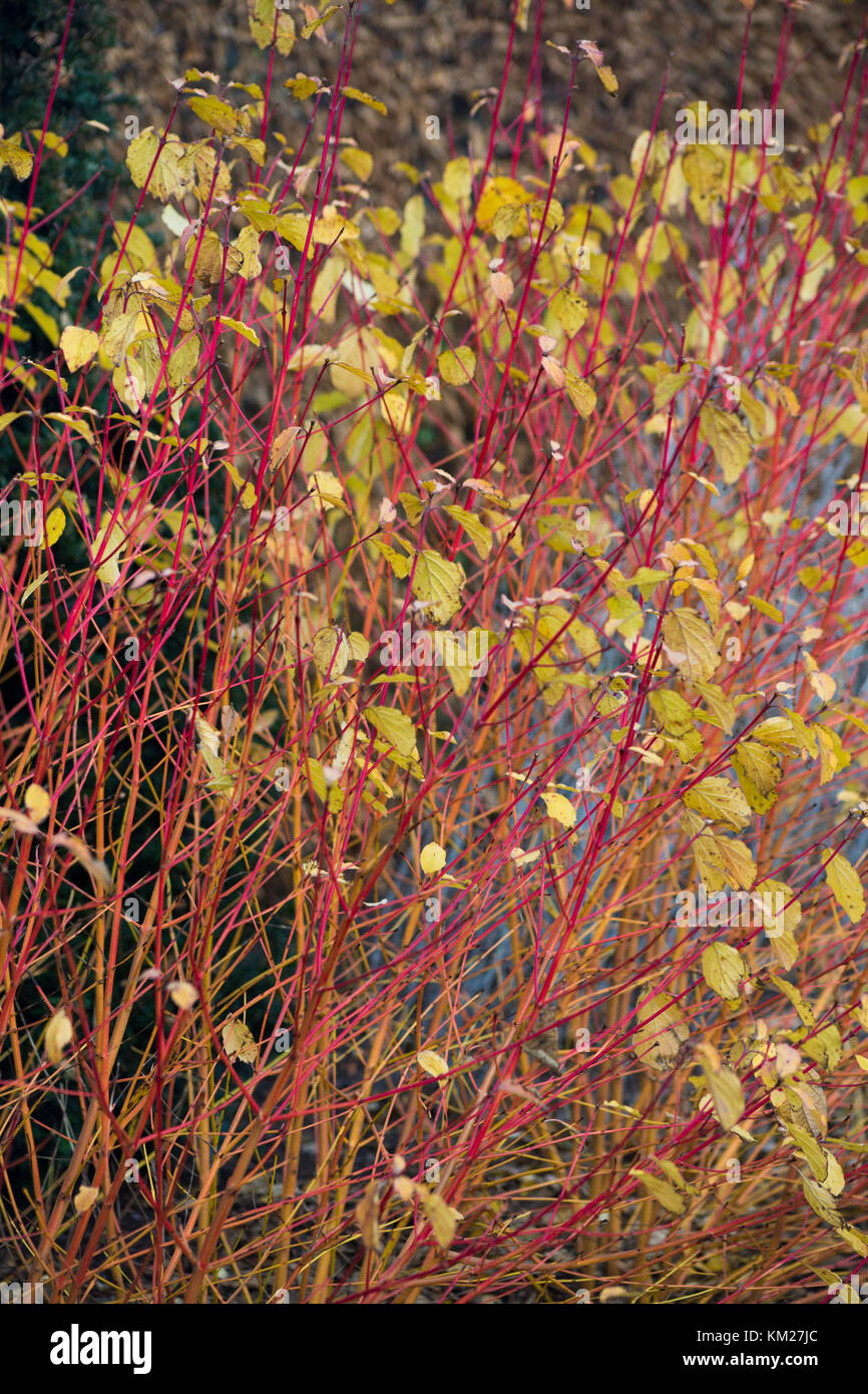 Cornus sanguinea midwinter fire hi-res stock photography and images - Alamy