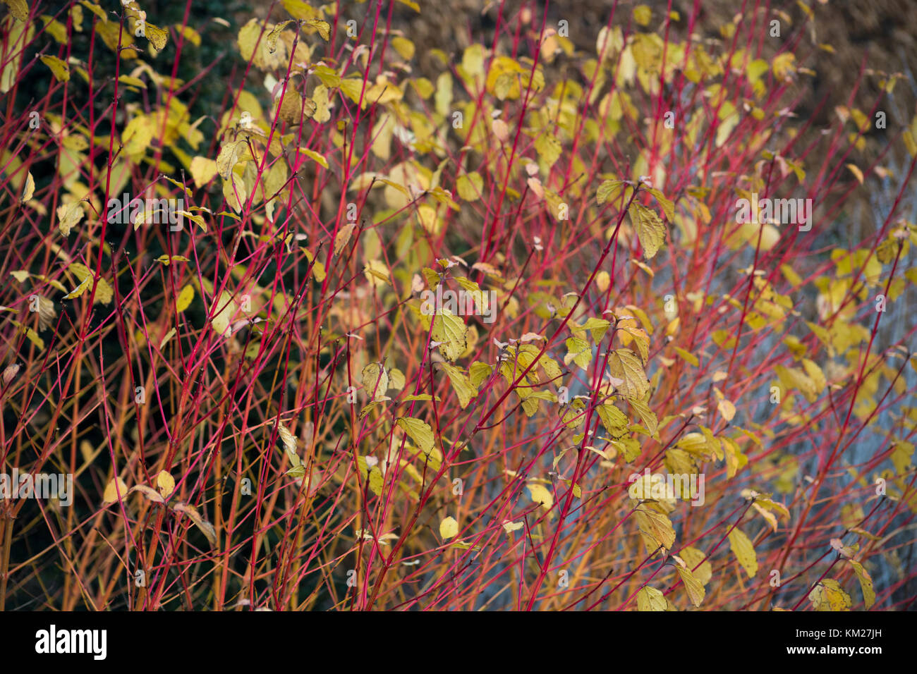 Cornus sanguinea 'Midwinter Fire' Stock Photo - Alamy