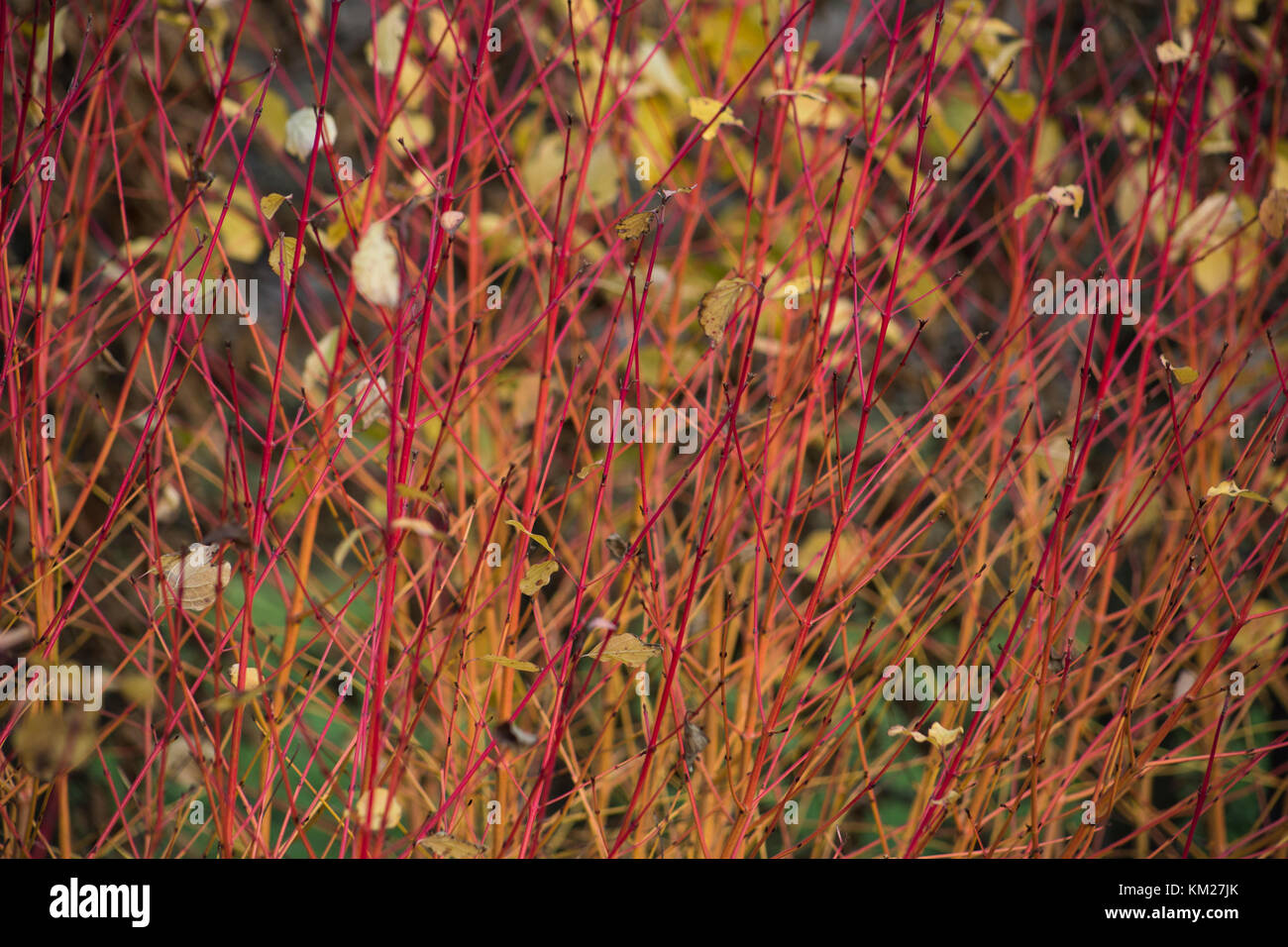 Cornus sanguinea midwinter fire hi-res stock photography and images - Alamy