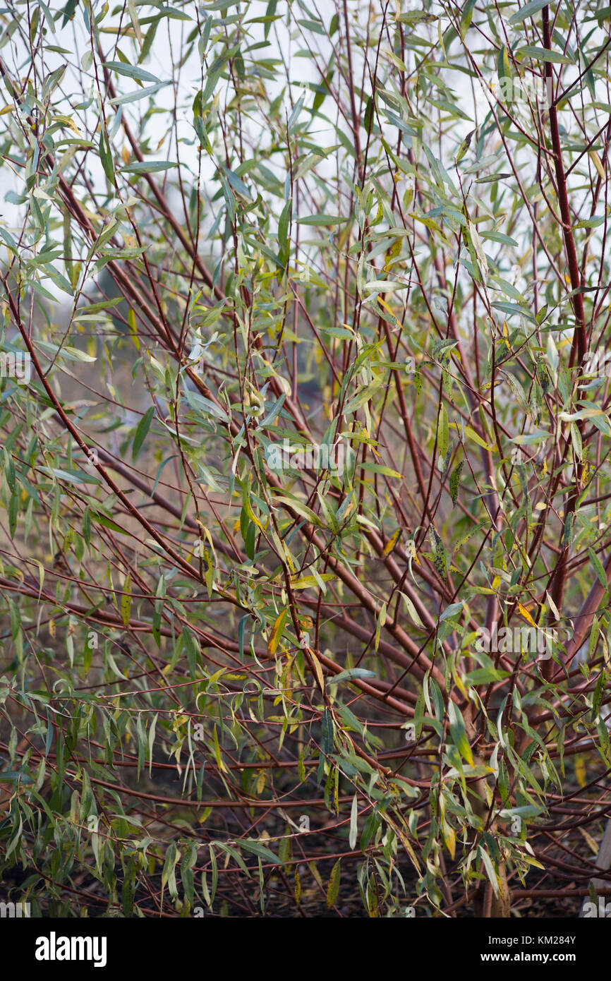 Salix alba var. vitellina 'Britzensis' Stock Photo