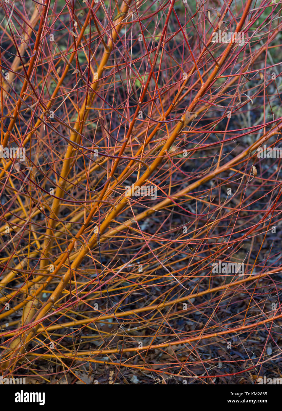 Salix alba var. vitellina 'Yelverton' Stock Photo